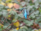 Alcedo atthis ispida female C250021