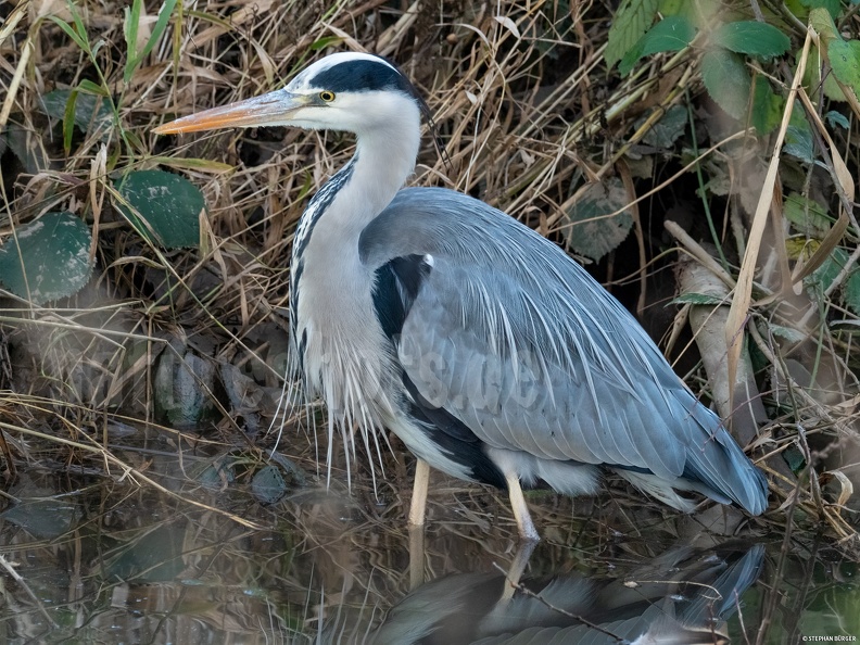 German common name: Graureiher
English common name: Grey heron Ardea_cinerea_C260026.jpg