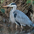 Ardea cinerea C260026