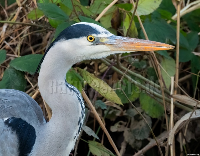 German common name: Graureiher
English common name: Grey heron Ardea_cinerea_C260029.jpg