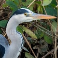 Ardea cinerea C260029