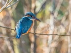 Alcedo atthis ispida female C270040