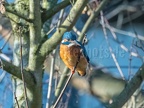 Alcedo atthis ispida female C280081