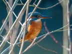 Alcedo atthis ispida female C280114