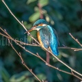 Alcedo atthis ispida female C280257