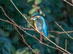 Alcedo atthis ispida female C280257