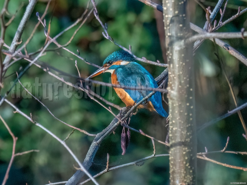 Alcedo_atthis_C280392.jpg