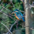 Alcedo atthis ispida female C280392