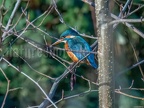 Alcedo atthis ispida female C280392