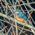 Alcedo atthis ispida female with fish C280049