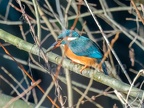 Alcedo atthis ispida female with fish C280049