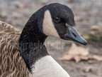 Branta canadensis 1290542