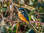 Alcedo atthis ispida female 2020780