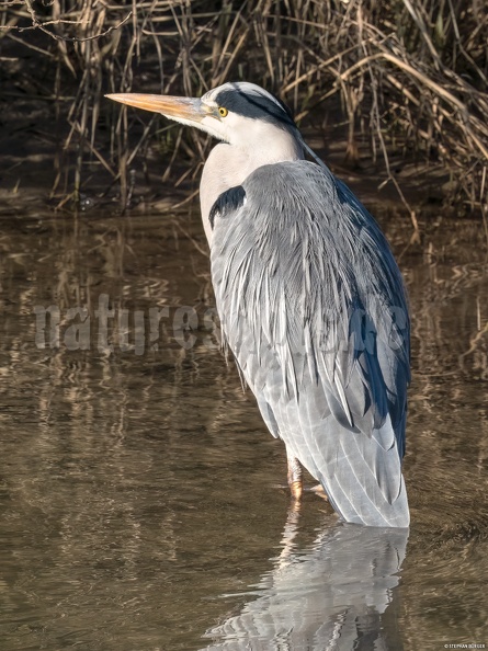 German common name: Graureiher
English common name: Grey heron Ardea_cinerea_2020722.jpg