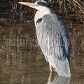 Ardea cinerea 2020722