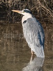 Ardea cinerea 2020722