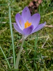Crocus tommasinianus 2220829