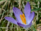 Crocus tommasinianus 2220848