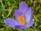 Crocus tommasinianus 2220852