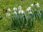 Galanthus nivalis 2220816