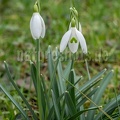 Galanthus nivalis 2220846