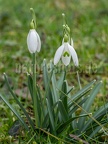 Galanthus nivalis 2220846