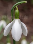 Galanthus nivalis 2220861