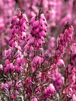 Erica carnea 3100980
