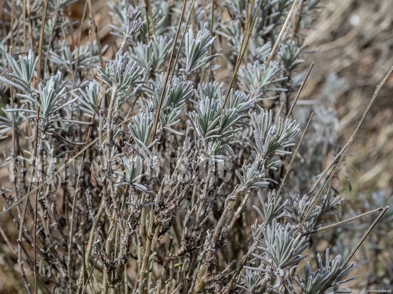 German common name: Echter Lavendel
English common name: True lavender Lavandula_angustifolia_3100989.jpg