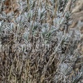 Lavandula angustifolia 3100989