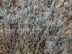 Lavandula angustifolia 3100989