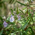 Thymus vulgaris 3100973