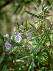 Thymus vulgaris 3100973