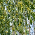 Viscum album blooming 3100954