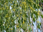 Viscum album blooming 3100954