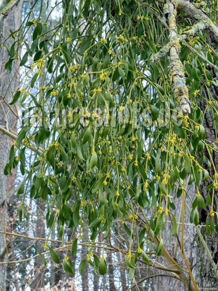 Viscum_album_blooming_3100957.jpg