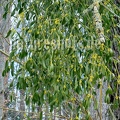 Viscum album blooming 3100957
