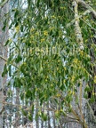 Viscum album blooming 3100957
