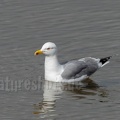 Larus michahellis 3100938
