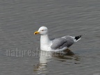 Larus michahellis 3100938