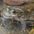 Pelophylax ridibundus 3100863
