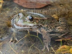 Pelophylax ridibundus 3100863