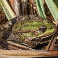 Pelophylax ridibundus 3100899