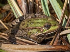 Pelophylax ridibundus 3100899
