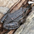 Pelophylax ridibundus 3100951