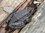 Pelophylax ridibundus 3100951