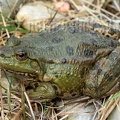 Pelophylax ridibundus 3100997