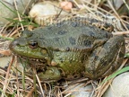 Pelophylax ridibundus 3100997