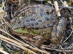 Pelophylax ridibundus 3101006