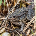 Pelophylax ridibundus 3101009